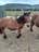 Milanuncios - POTRAS BURGUETE