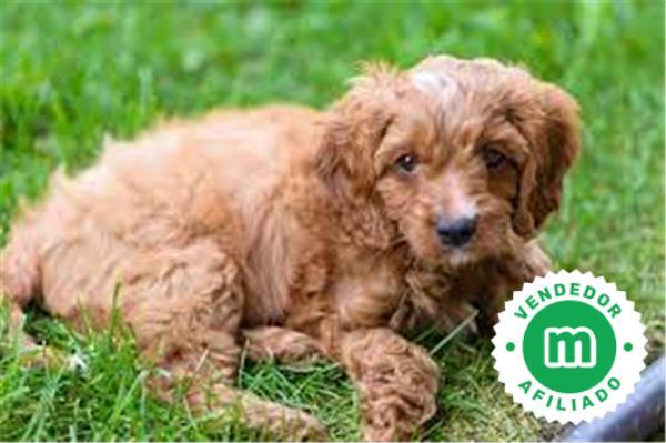 cual es mejor cockapoo o cavapoo