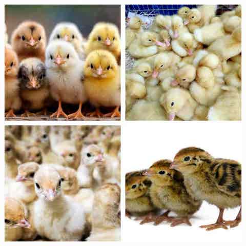 Milanuncios - GALLINAS 2