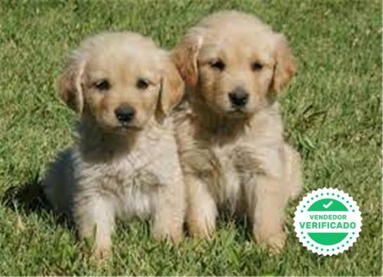 Milanuncios Proxima Camada Golden Retriever Anuncios Para Comprar Y Vender De Segunda Mano