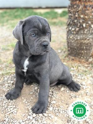 cuantas tetillas tiene un cane corso