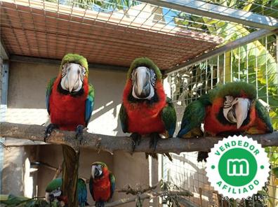 terminado Claire vela Pájaros. Compra venta de pájaros, jaulas y accesorios en Alicante |  Milanuncios