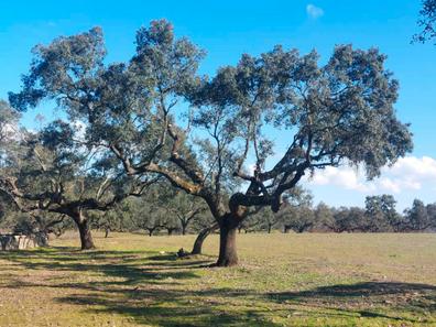 Empresas forestales. Anuncios para comprar y vender de segunda mano |  Milanuncios