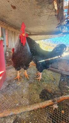 Pesas para discount gallos de pelea