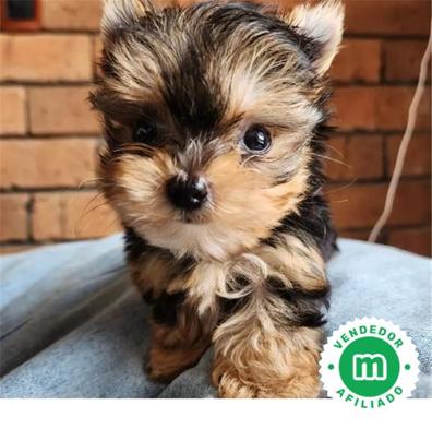 mini toy Yorkshires en Compra venta y regalo de y perros | Milanuncios