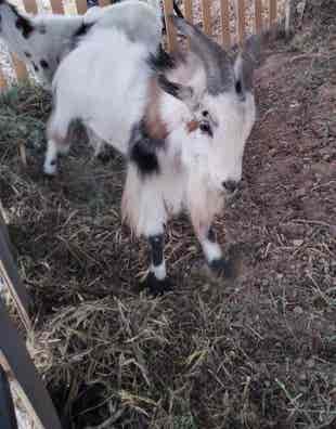 cabras-enanas-en-venta-milanuncios