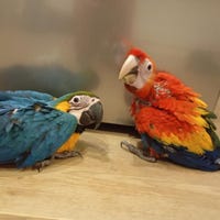 Milanuncios - Cacatúa sulphurea parvula papillera